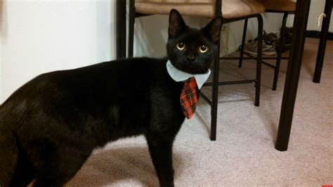 Business Cat Costume | Cute cats HQ - Pictures of cute cats and kittens Free pictures of funny ...