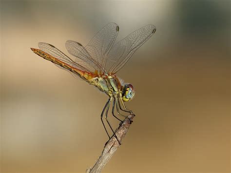 Dragonfly, Animal, Wings, Insect, Wing, insect, one animal free image | Peakpx