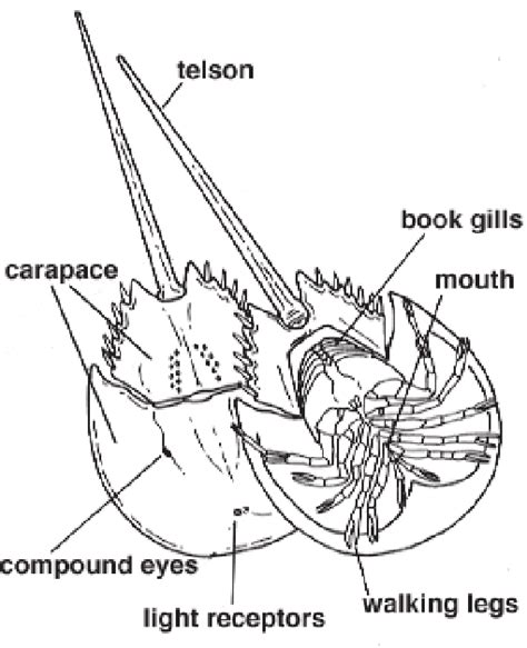 The anatomy of a horseshoe crab (Courtesy of Enchanted Learning). (c)... | Download Scientific ...