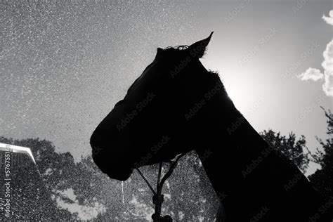 Horse head silhouette in black and white with water droplets for equine ...