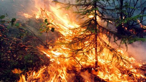 Bruciano le foreste in Siberia. Ora gli incendi allarmano il mondo - la ...