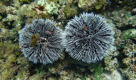 Boosting The Productivity Of Sea Urchin Aquaculture Using Advanced ...