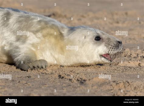 Grey Seal pup Stock Photo - Alamy