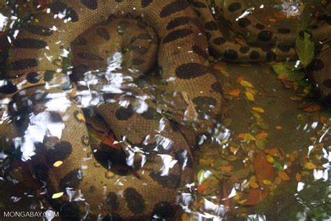 Green anaconda underwater