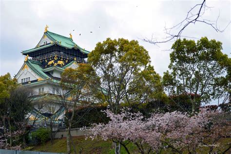 5 Tips for travelling to Osaka, Japan for Cherry Blossom viewing