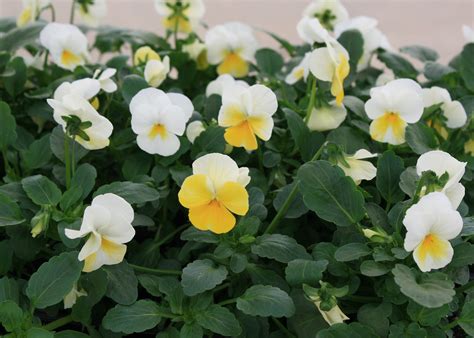 Plant violas in the fall for winter-long color | Mississippi State University Extension Service