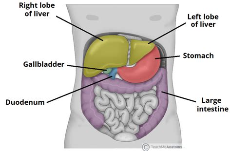 The Liver - Lobes - Ligaments - Vasculature - TeachMeAnatomy