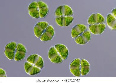 Freshwater Species Cosmarium Green Alga Desmidiaceae Stock Photo 495712447 | Shutterstock