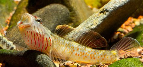 8 Fun Gobies for the Home Aquarium | Tropical Fish Hobbyist Magazine