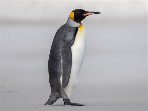 King Penguin - eBird