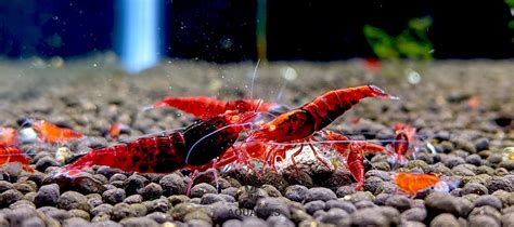 Feeding Aquarium Shrimp - Pet Food Guide