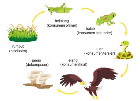 Pin oleh Rizmandjen di Karya seni 3d di 2024 | Ekosistem, Rantai makanan, Aktivitas montessori