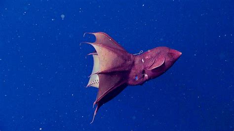 Vampire squid - MBARI