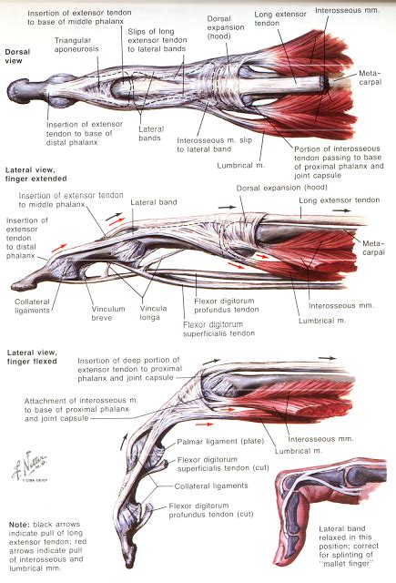 Pin on OT Board Exam Study Tools