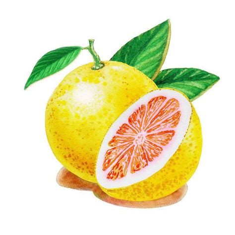 Ruby Red Grapefruit Art Print by Irina Sztukowski | Ruby red grapefruit, Fruit illustration ...