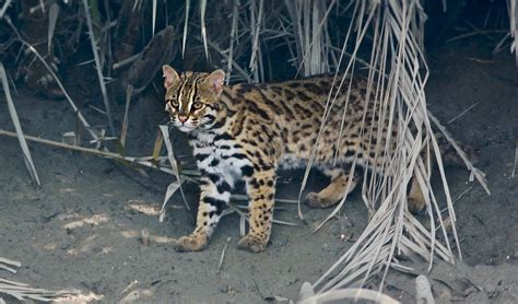 Leopard cat facts, distribution & population | BioDB