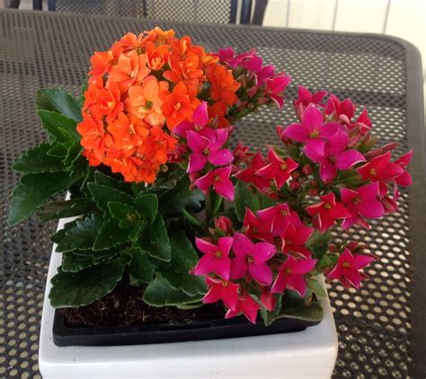 Kalanchoe blossfeldiana | Kalanchoe blossfeldiana, Succulents, Plants