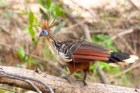 11 Hoatzin Facts - Fact Animal