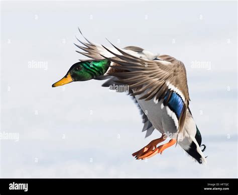 Flying Mallard Duck Stock Photo - Alamy