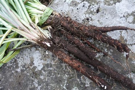 What is black salsify and how do I use it? – Sara's Kitchen Garden