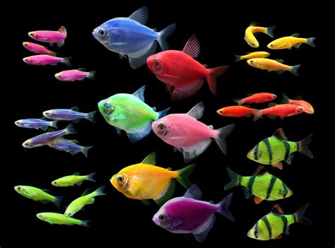 GloFish Fluorescent Fish Group Photo with NEW Striped Green Barb – Biobeef Blog