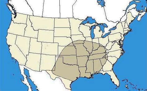 Brown Recluse Spider Map