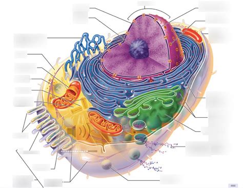 Structure And Function Of Cytoplasmic Organelles Of Cell