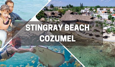 Stingray Beach Cozumel - Snorkeling with Stingrays