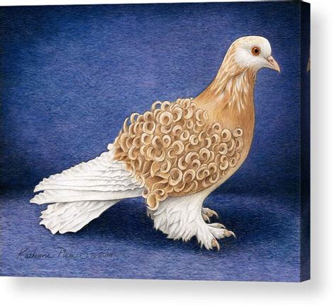 Frillback Pigeon Acrylic Print | atelier-yuwa.ciao.jp