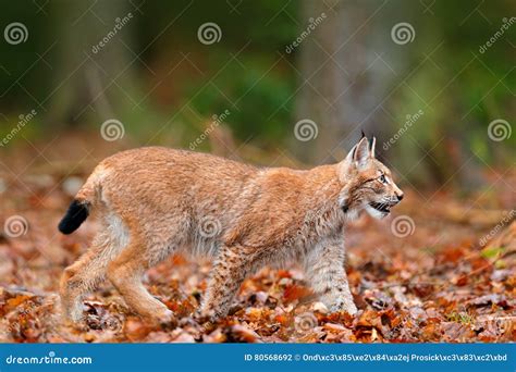 Eurasian Lynx Hunting in Orange Forest. Wild Cat Lynx in the Nature ...