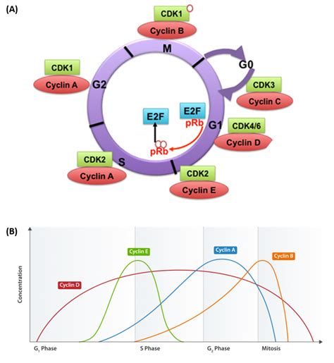 Chapter 9: DNA Replication - Chemistry