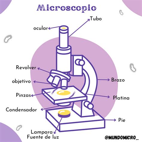 luego Persuasión viva fotos de microscopio optico y sus partes Iluminar formato luego