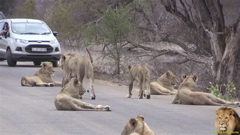 Largest_Lion_Pride_Ever_Blocking_Road_In_Kruger_Pa - YouTube