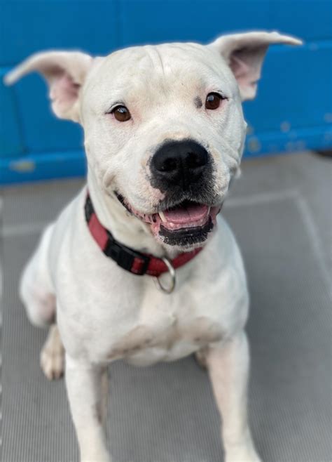 Bobby - Medium Male American Bulldog x American Staffordshire Bull Terrier Mix Dog in QLD ...