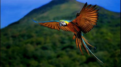 HD Macaw Parrot Flying, HD Wallpaper | Rare Gallery