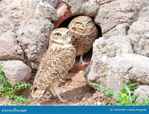 Two Burrowing Owls Nesting in an Old Drainage Tunnel. Stock Image ...