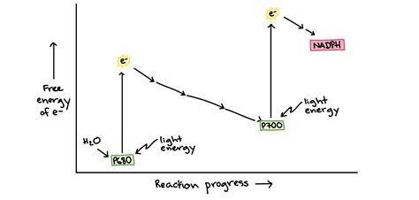 Light Reactions Diagram