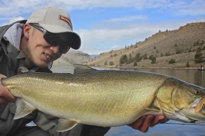 Bull trout identification guide | Oregon Department of Fish & Wildlife