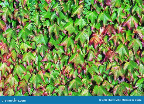 Creeper plants on wall stock photo. Image of hedge, vegetation - 33084472