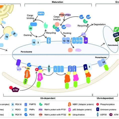 Peroxisomal proteins involved in peroxisome quality control. | Download ...