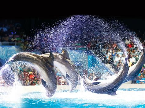 Dubai Dolphinarium | Dubai dolphinarium, Dubai attractions, Dolphins