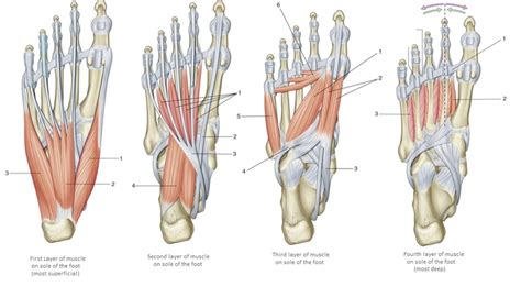 Plantar Foot Muscles Diagram | Quizlet