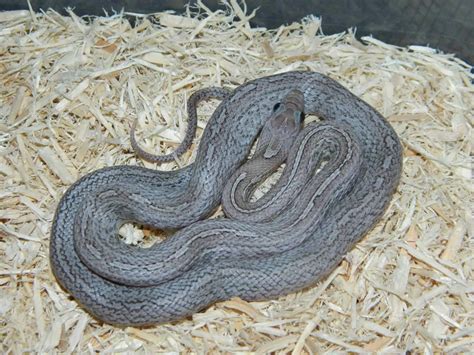 Corn Snake Morphs and Genetics: The Ultimate Guide