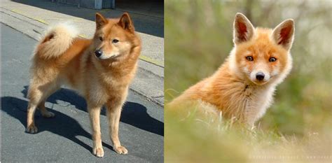 15 Dogs That Look Like Foxes