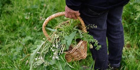 Wild Edibles Foraging, Warrawong, Sat 20th Mar 2021, 1:30 pm - Sat 1st May 2021, 1:00 pm AEDT ...