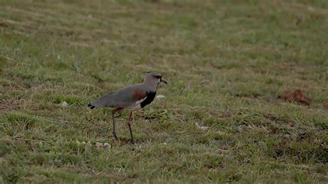 Adult Southern Lapwing Bird 27729454 Stock Video at Vecteezy