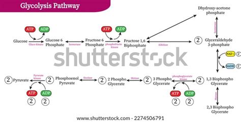 Glycolysis Metabolic Pathway That Converts Glucose Stock Vector ...