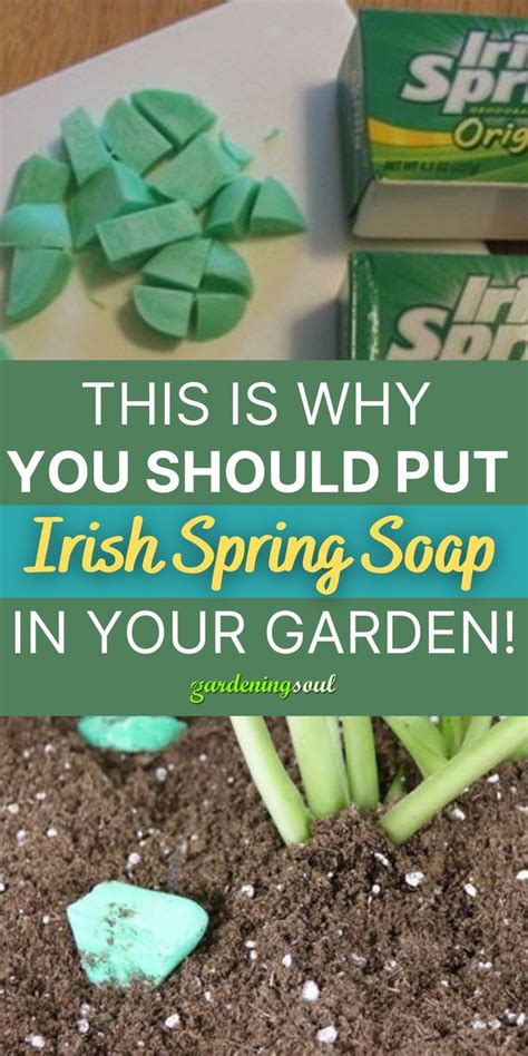 This is Why You Should Put Irish Spring Soap in Your Garden! | Irish ...