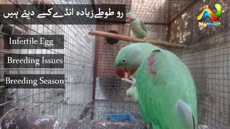 Alexandrine Breeding Season | Raw Parrot Breeding Tips - YouTube