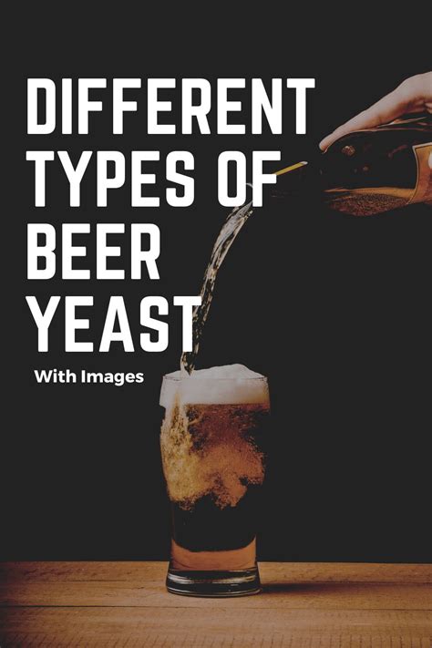 4 Different Types Of Beer Yeast With Images